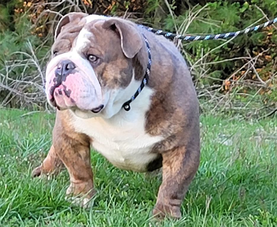 Beautiful English Bulldog for sale