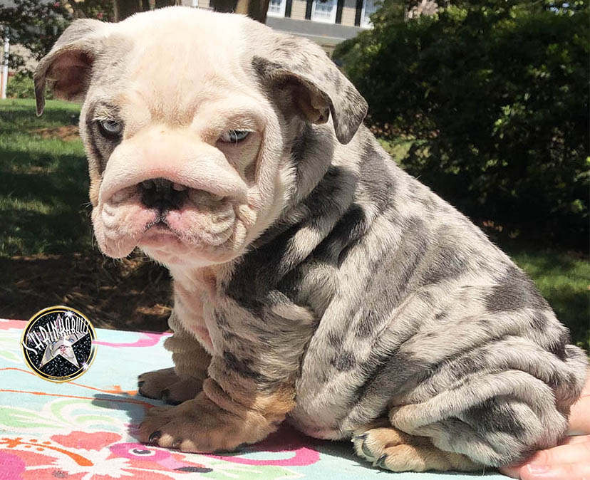Cute Blue merle bulldog puppy for sale