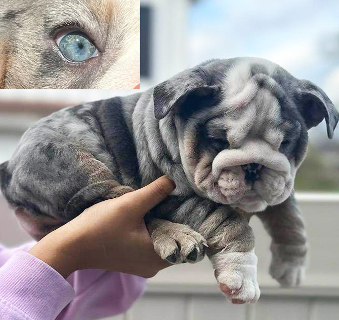 Blue merle English bulldog puppy for sale