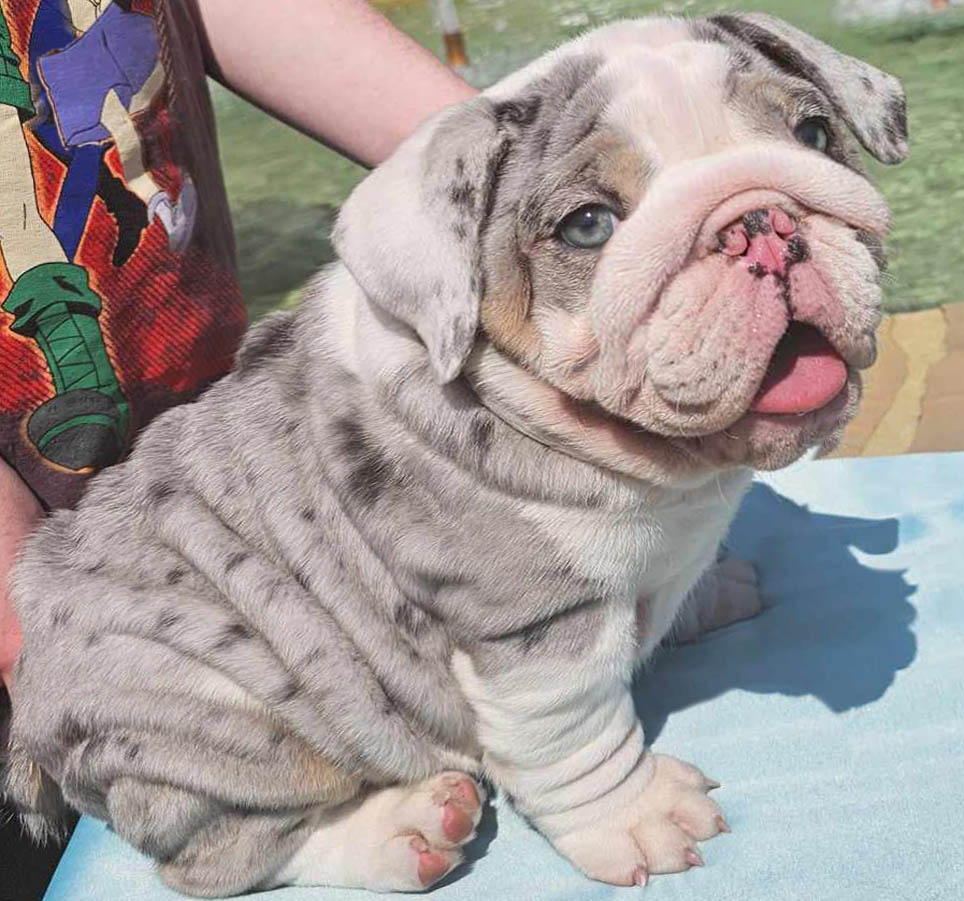 Blue merle male bulldog puppy