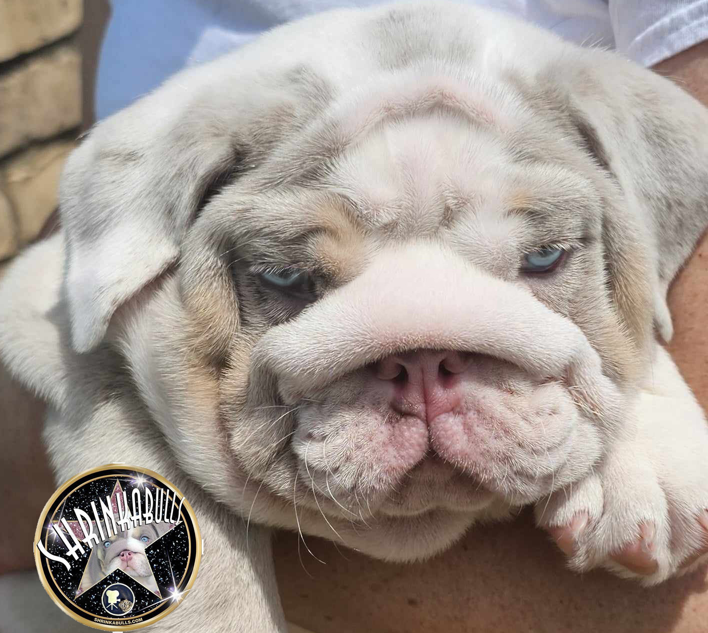 Bulldog puppy 