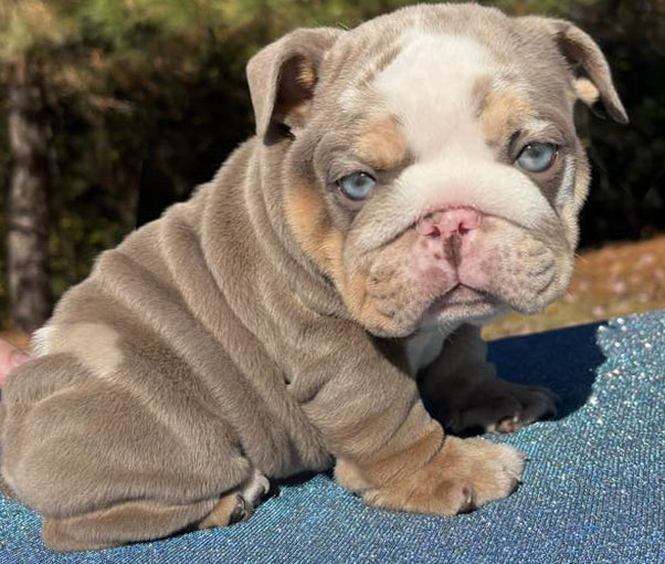 lilac merle bulldog