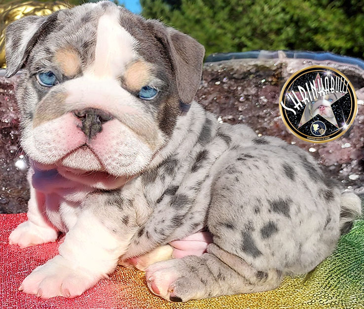 Blue merle bulldog puppy