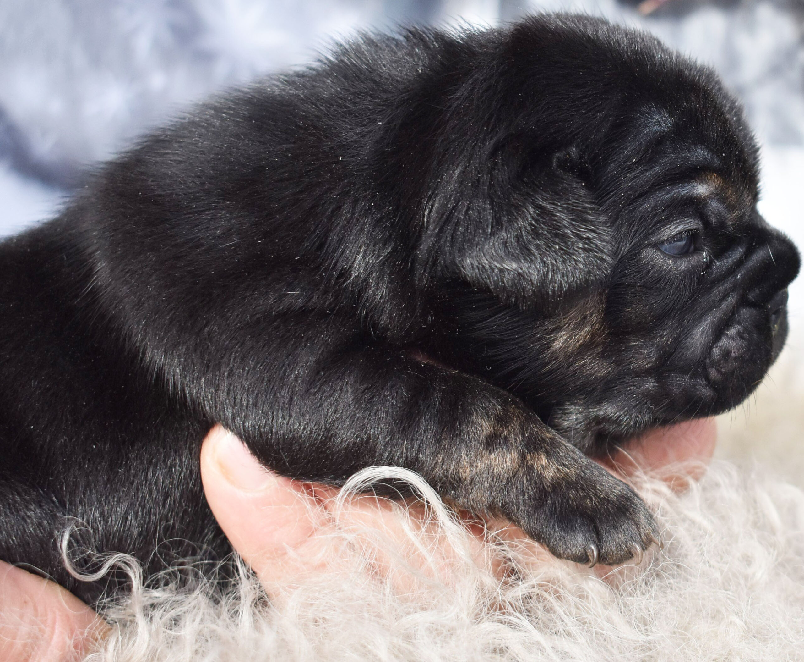 Black french bulldog puppy