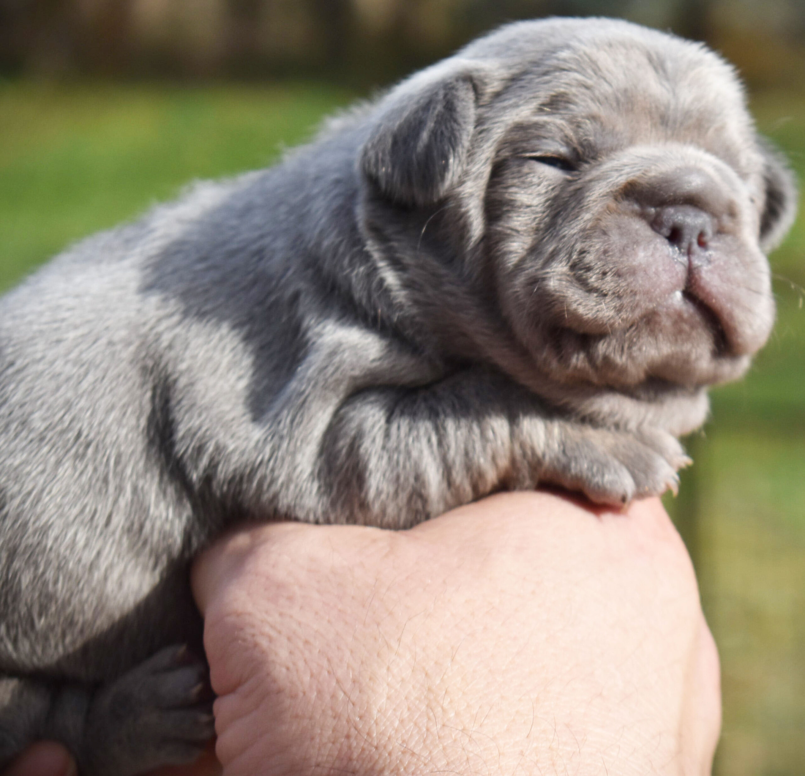 French bulldog puppy for sale