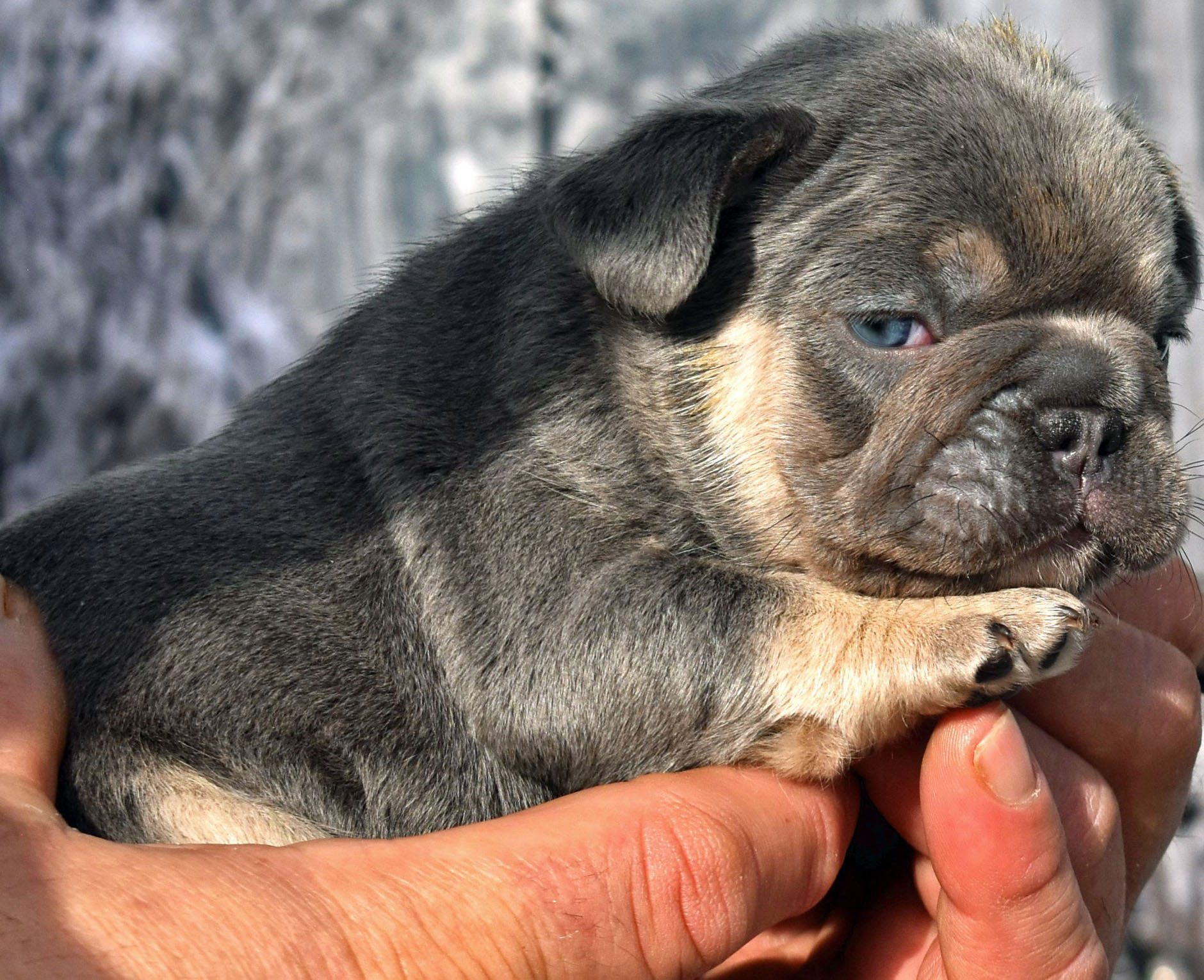 Blue tan french bulldog