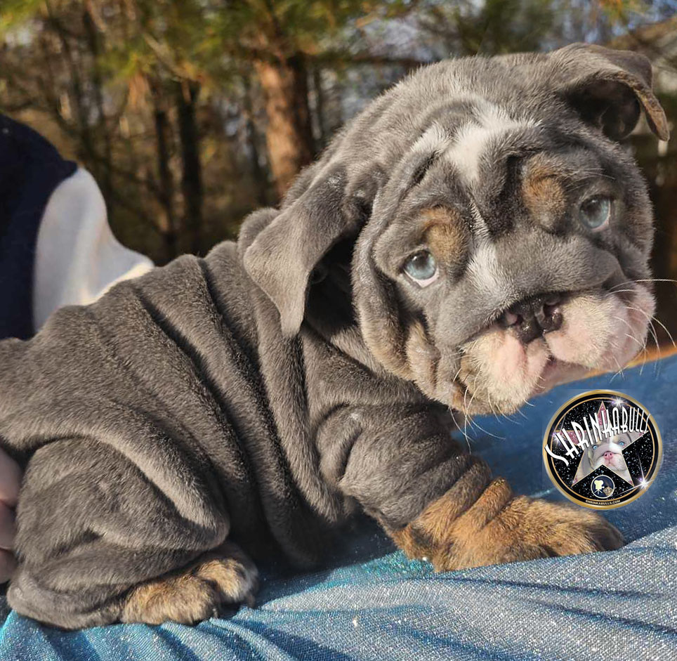 Blue bulldog puppy for sale