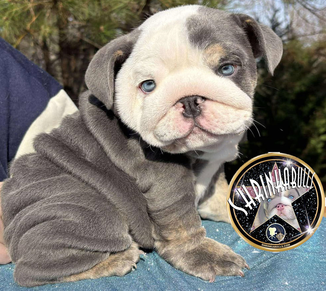 Blue bulldog puppy 