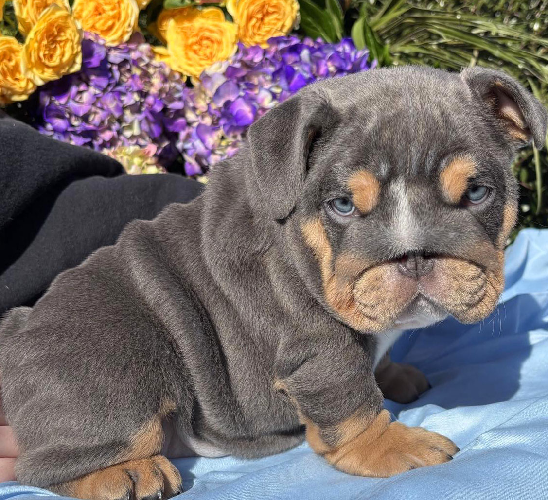 Blue English Bulldog puppy