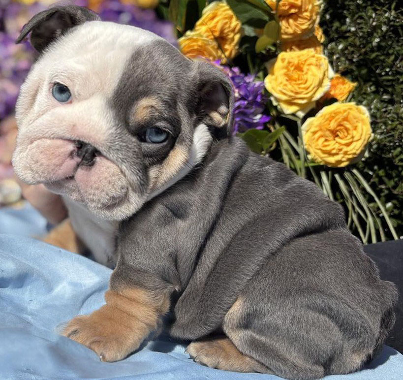 Bulldog puppy for sale