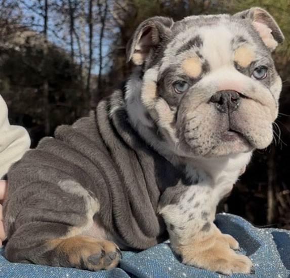 English bulldog puppy 