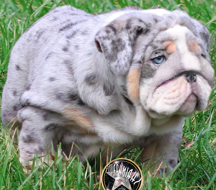 Merle bulldog puppy