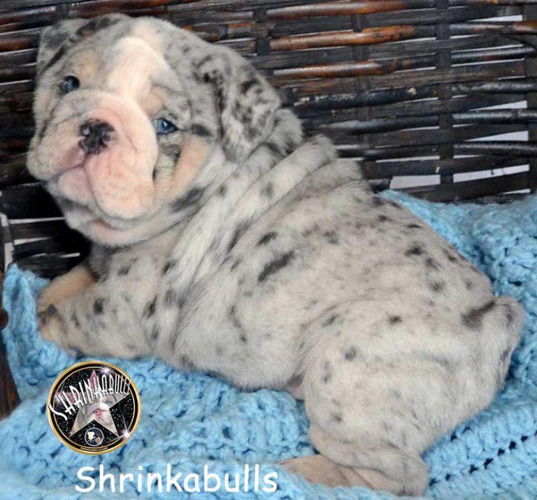 Shrinkabulls Cutest Puppies in the World, Shrinkabulls Merle Blue Tri ...