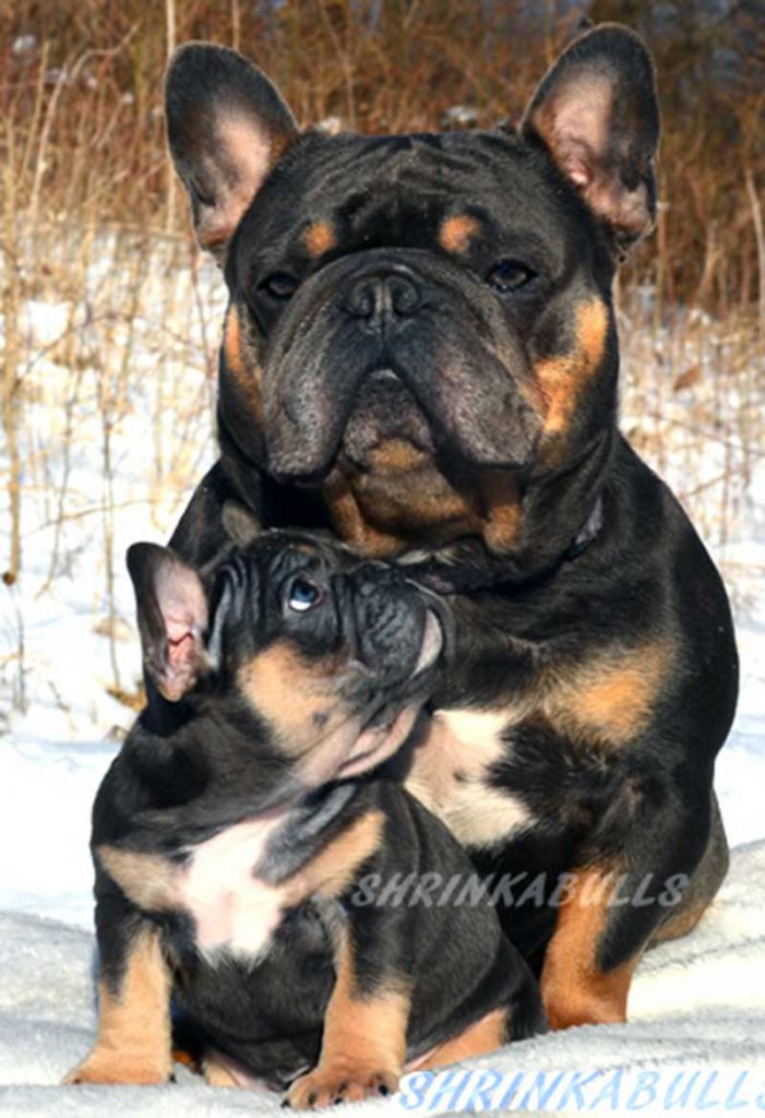 Blue Moon French Bulldog with his Son