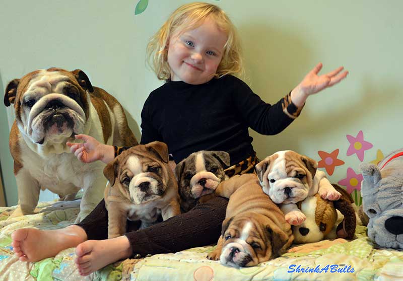 How Much Is A Mini Bulldog