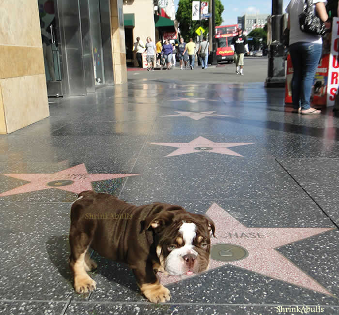 Bulldog puppy walk of fame