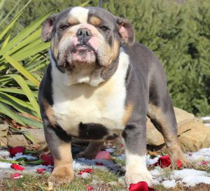 Blue bulldog stud service, blue english bulldog stud Royal Blue Tuxedo ...