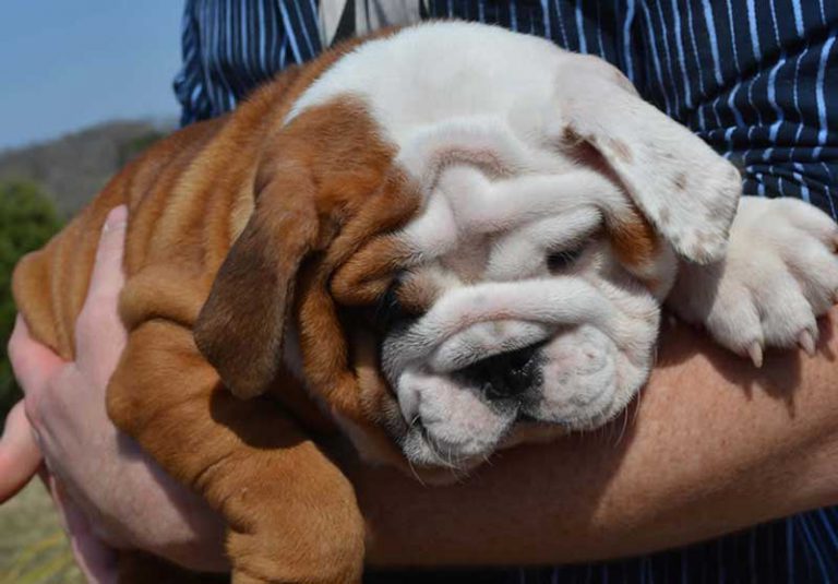 SHRINKABULLS STANDARD COLOR ENGLISH BULLDOGS (MINI BULLDOGS) PHOTOS AND