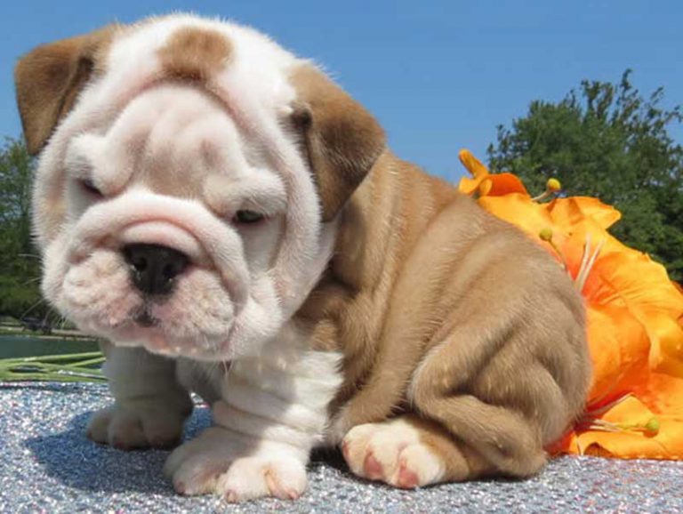 SHRINKABULLS STANDARD COLOR ENGLISH BULLDOGS (MINI BULLDOGS) PHOTOS AND