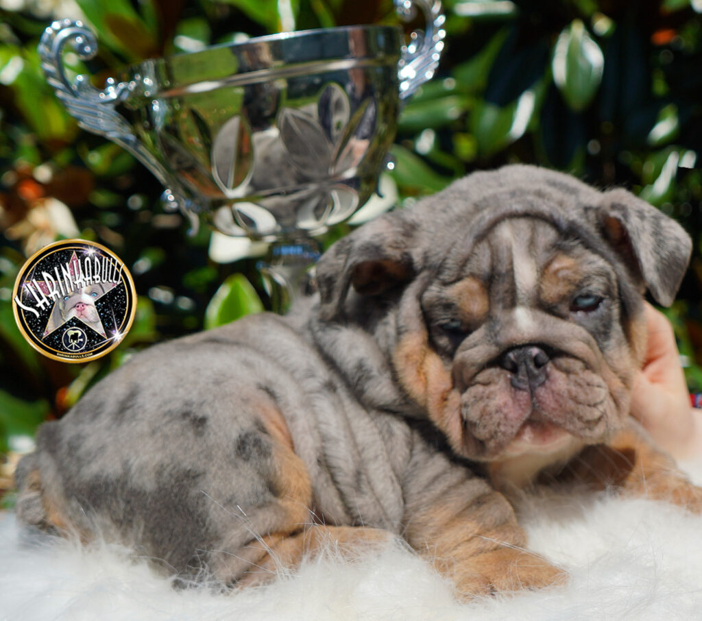 Shrinkabulls bulldogs best sale for sale