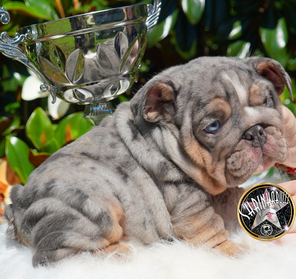 Shrinkabulls bulldogs best sale for sale