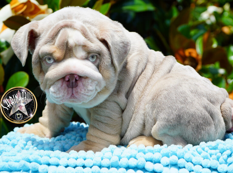 “SHRINKABULLS MOONSHINER” Mini English Bulldog stud…. – 🏆Shrinkabulls ...