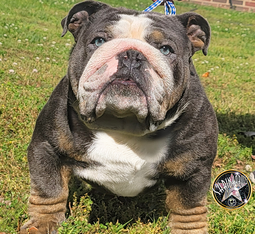 Shrinkabulls english hot sale bulldogs