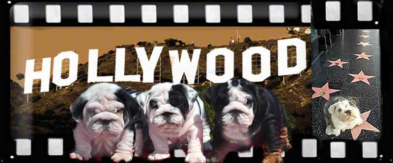 Celebrity bulldogs