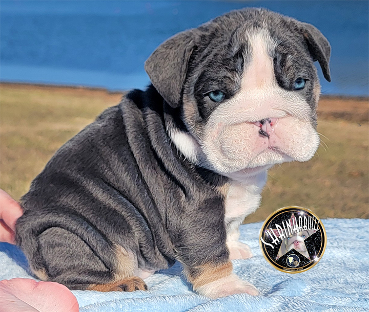 English Bulldogs Puppies For Sale / Best English Bulldogs For Sale – 🏆 ...
