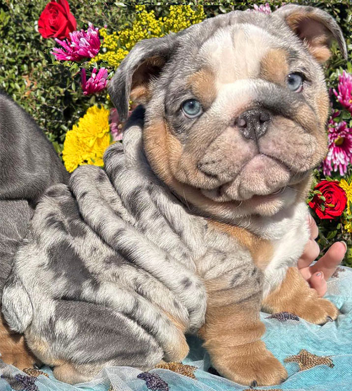 Bulldog puppy for sale