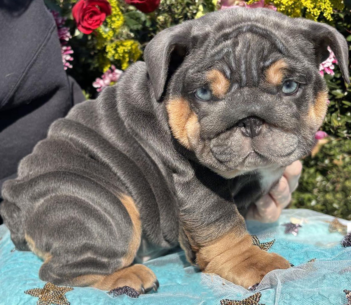 Blue Bulldog puppy