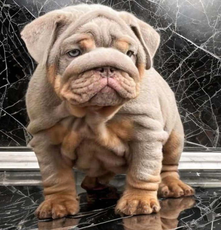English bulldog puppy for sale