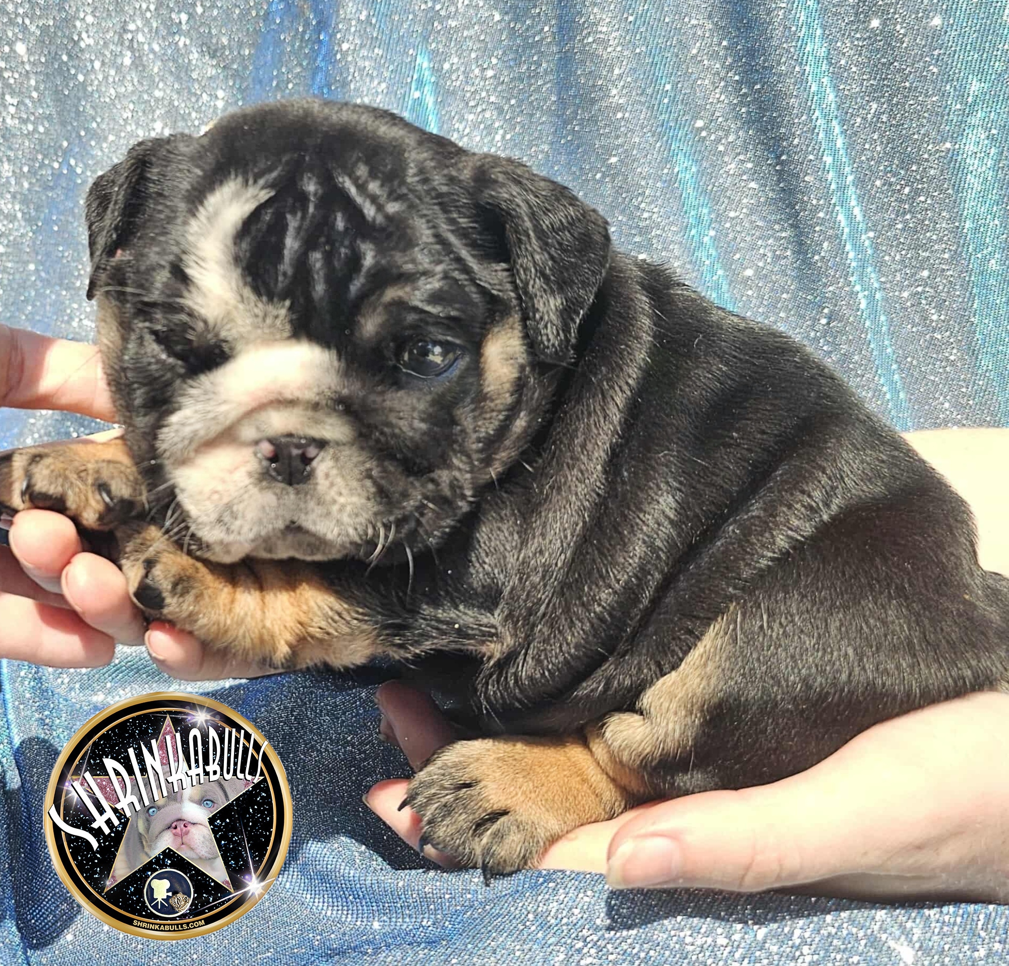 Black tri bulldog puppy