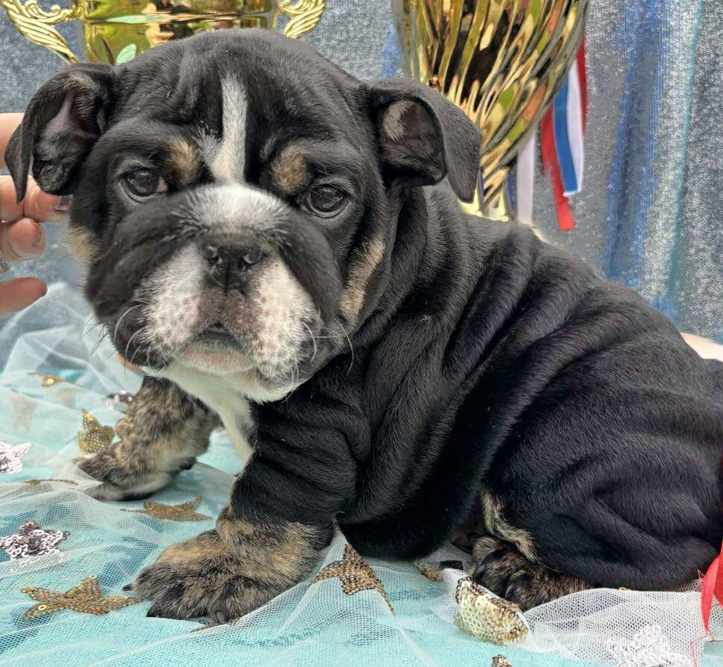 Black bulldog puppy
