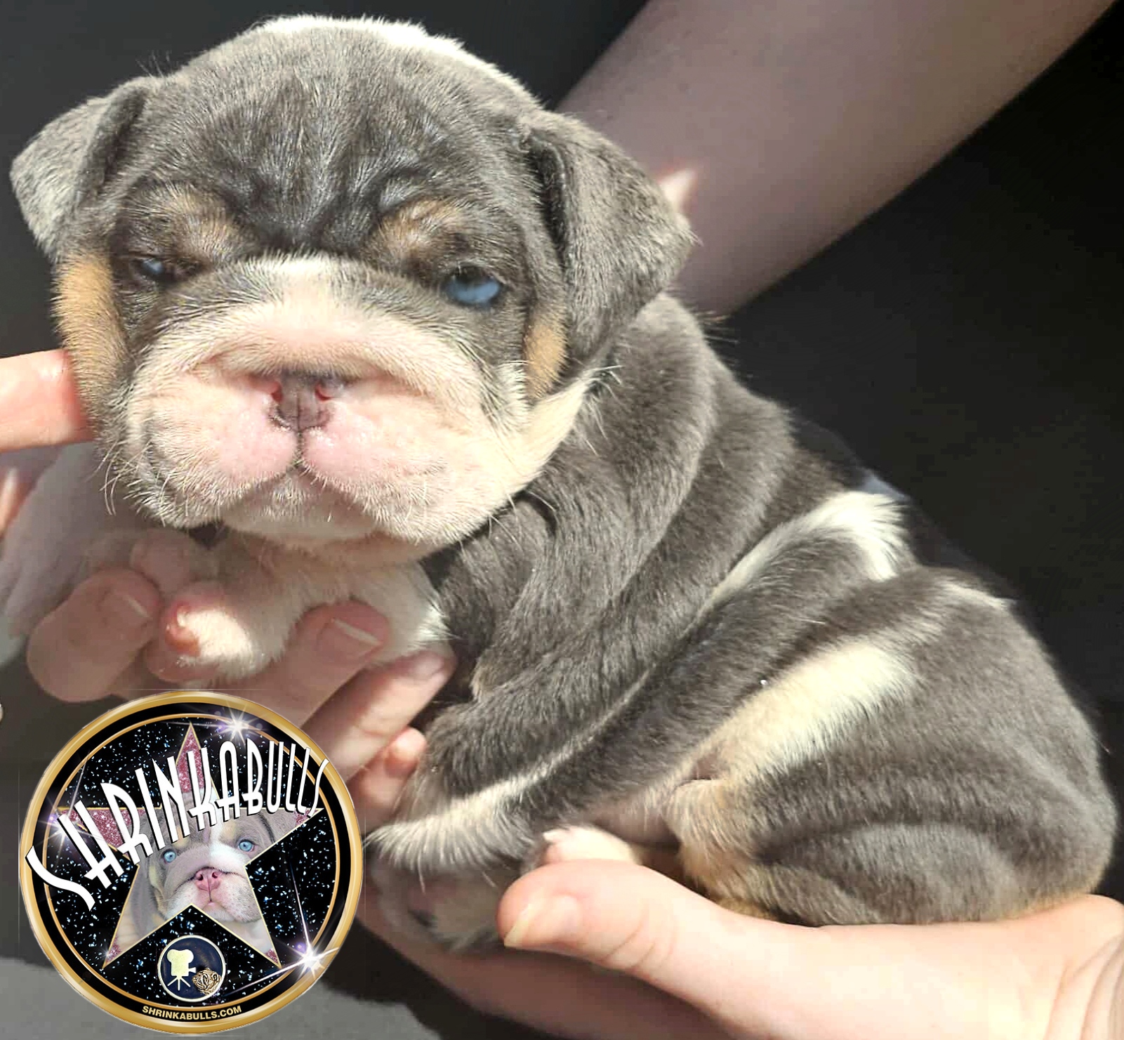 Blue bulldog puppy
