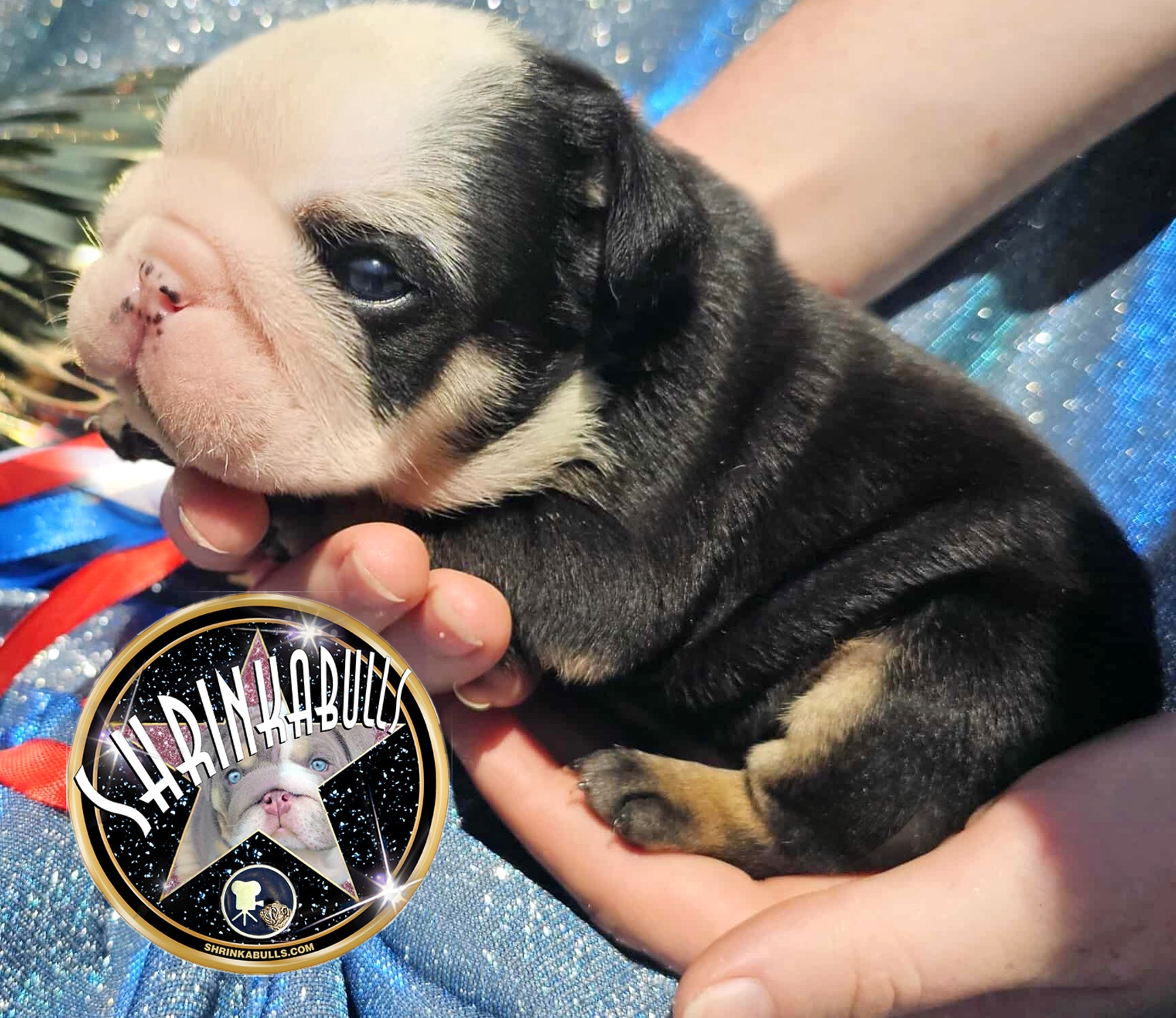 Black bulldog puppy for sale
