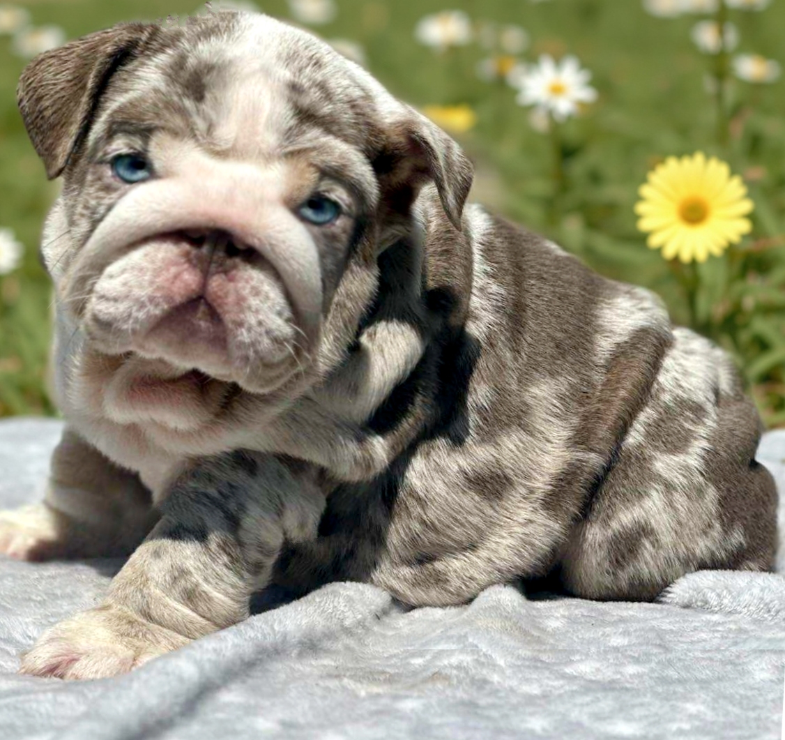 Merle bulldog puppy for sale