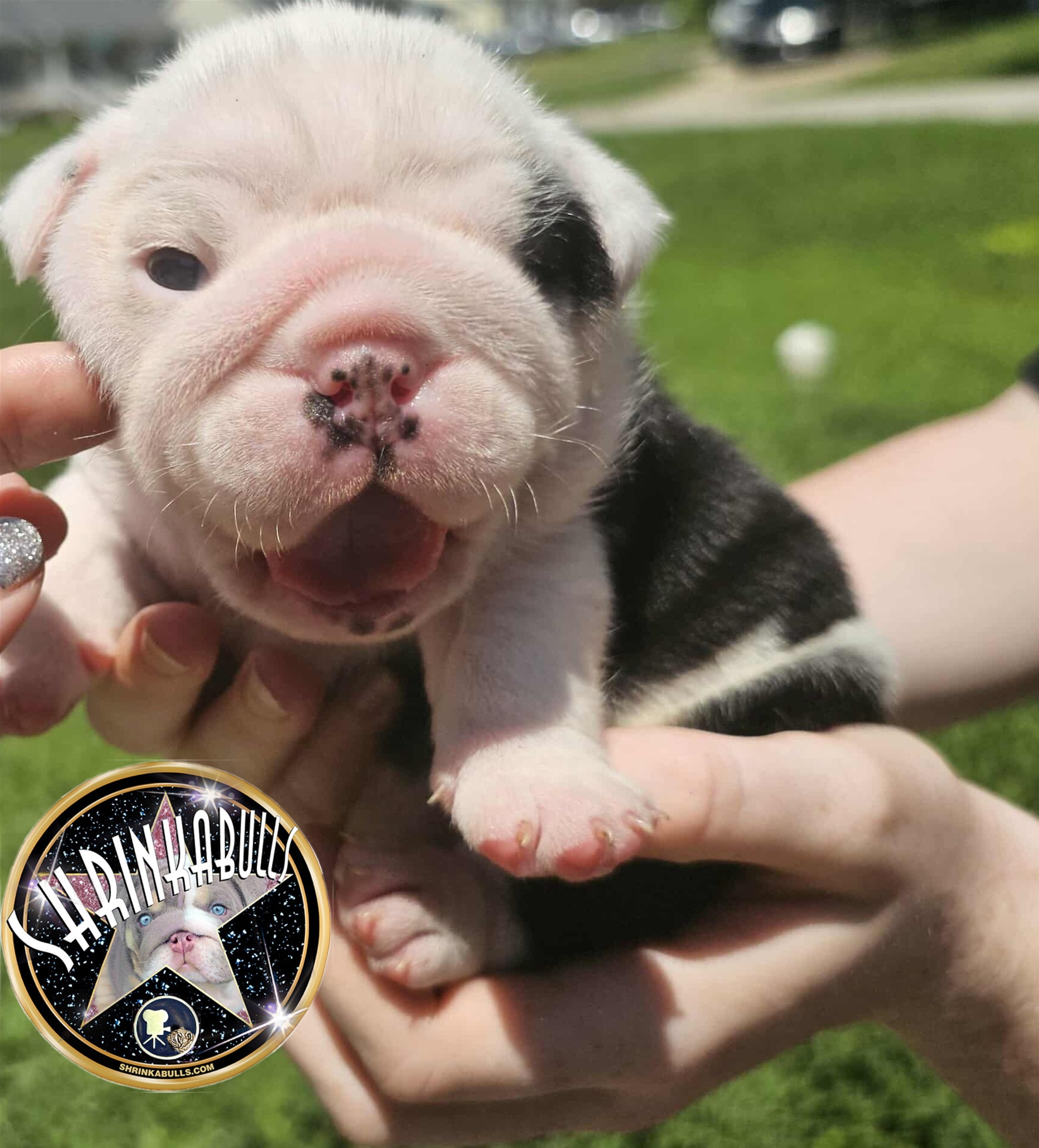 Black bulldog puppies for sale