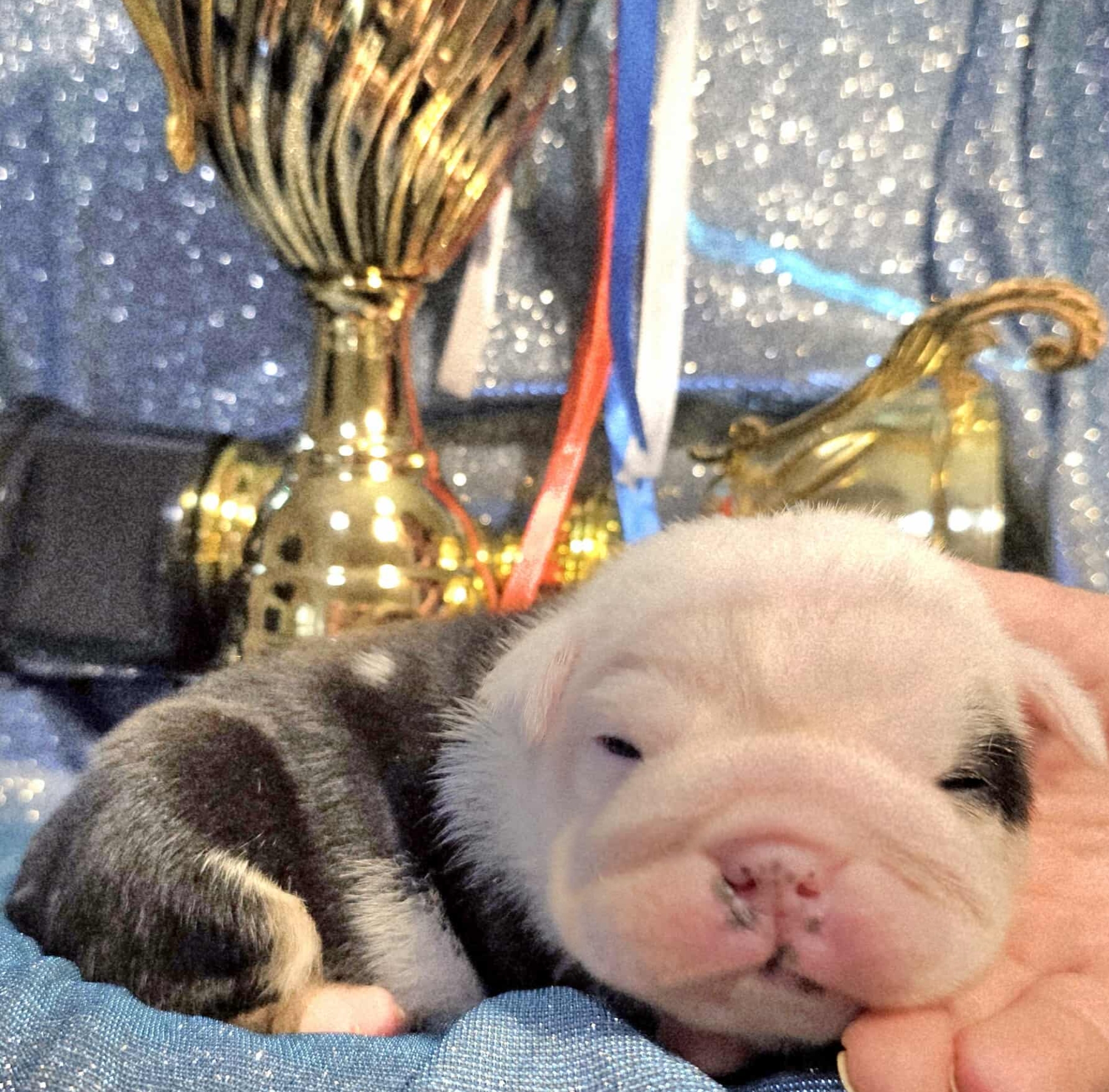 Black tri bulldog puppy for sale