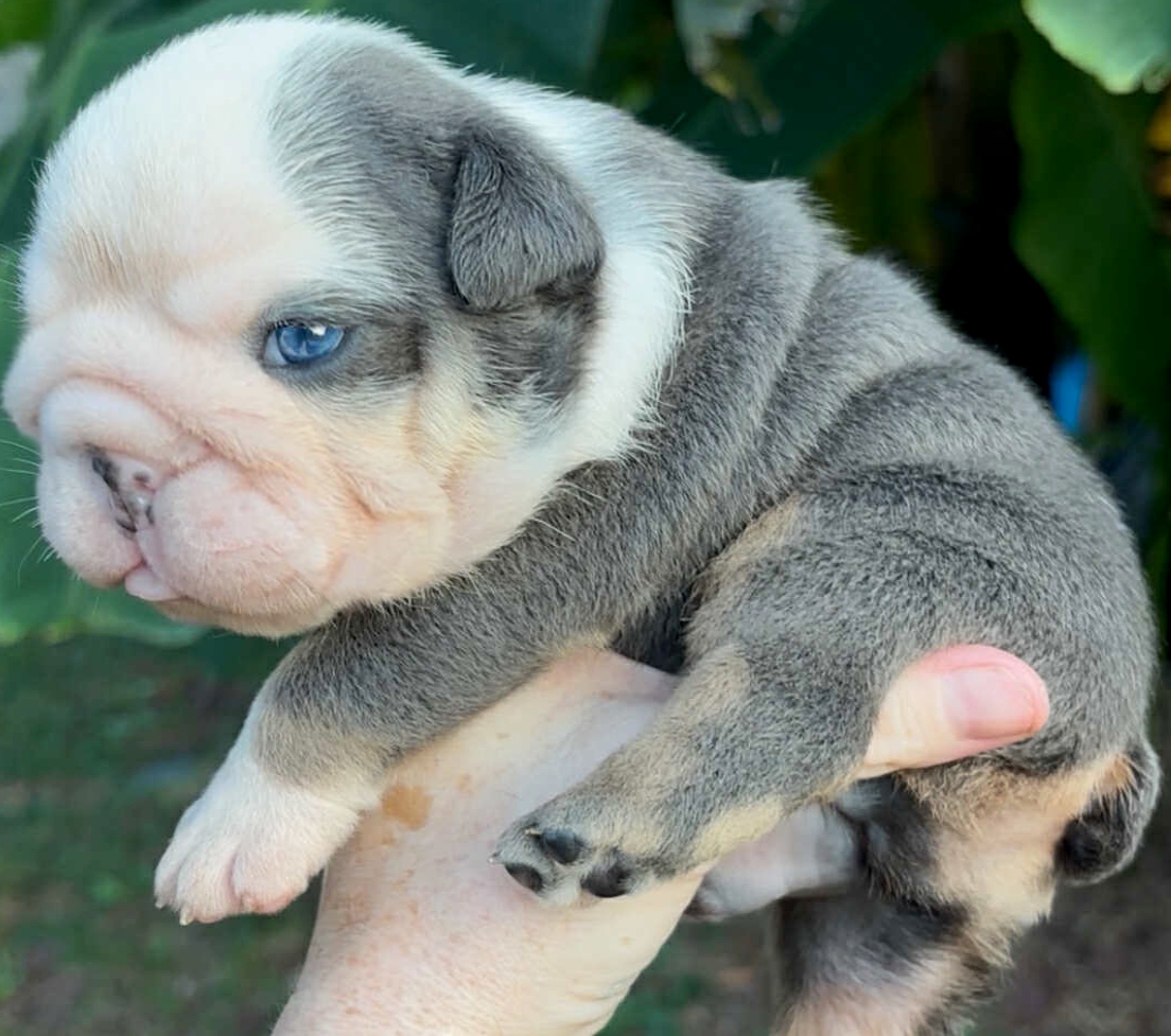 Blue male bulldog puppy