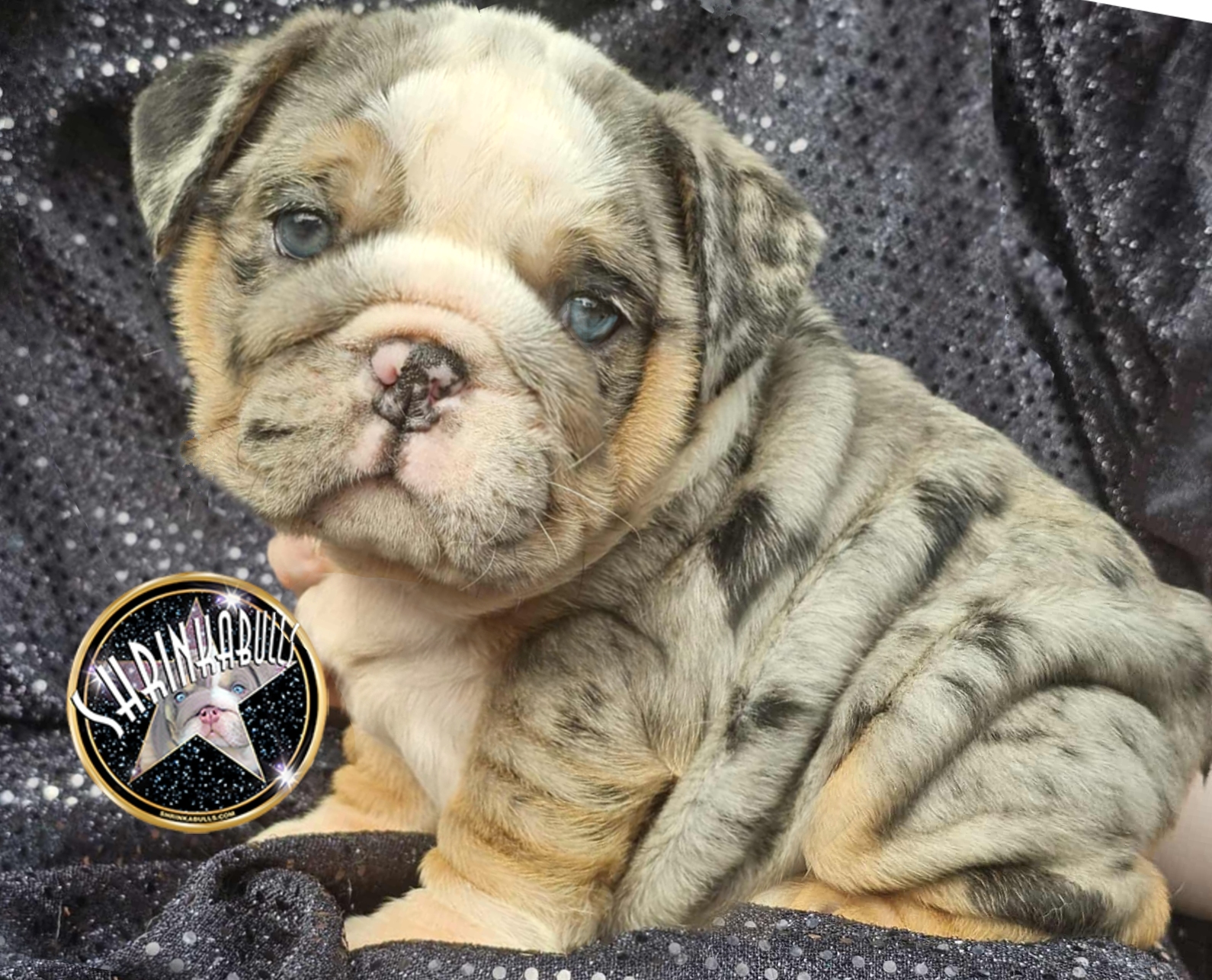 merle male bulldog puppy