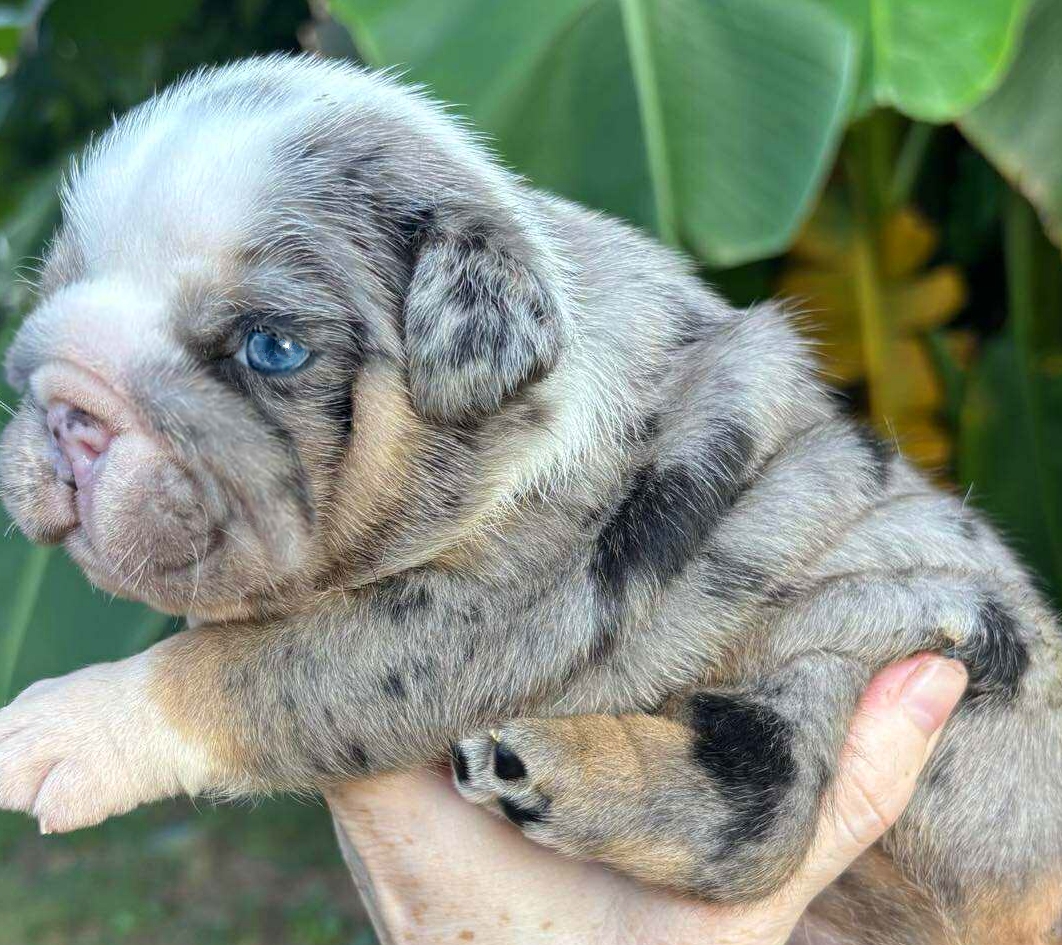 merle bulldog puppy