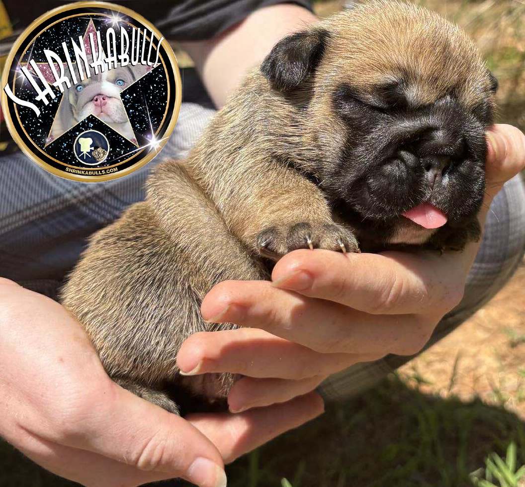 Bulldog puppy