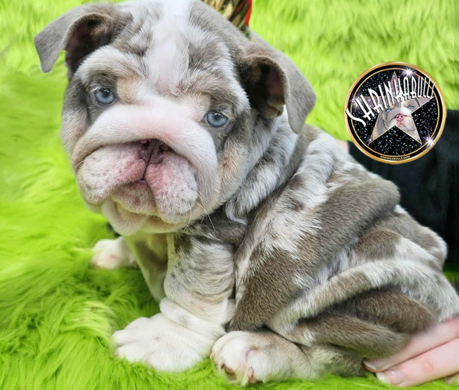 Bulldog puppy for sale