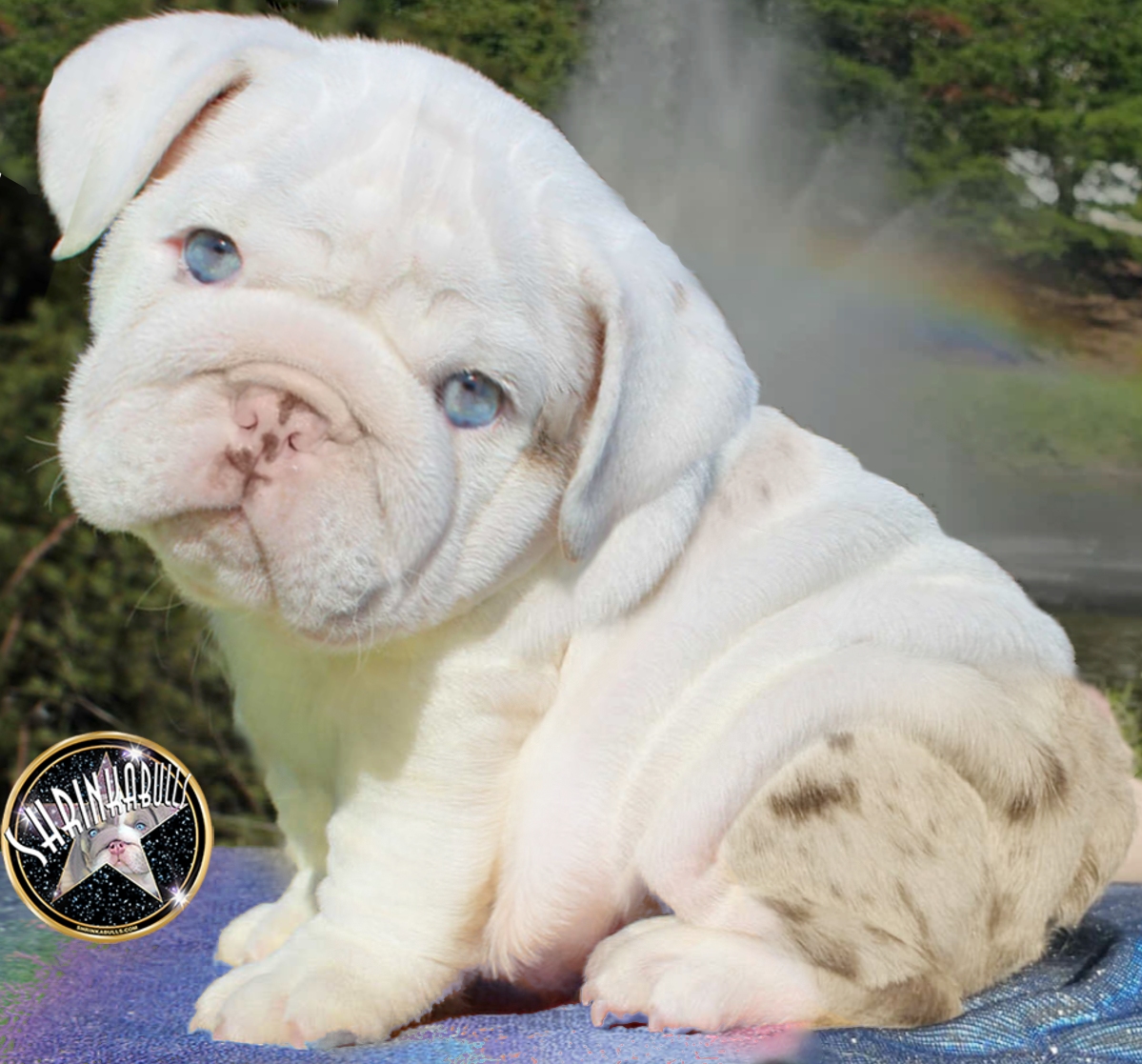 White blue eye bulldog puppy for sale