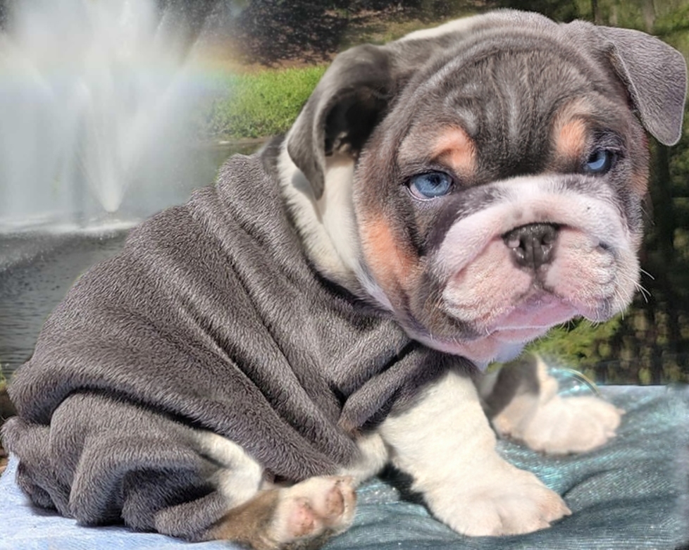 Blue bulldog puppy