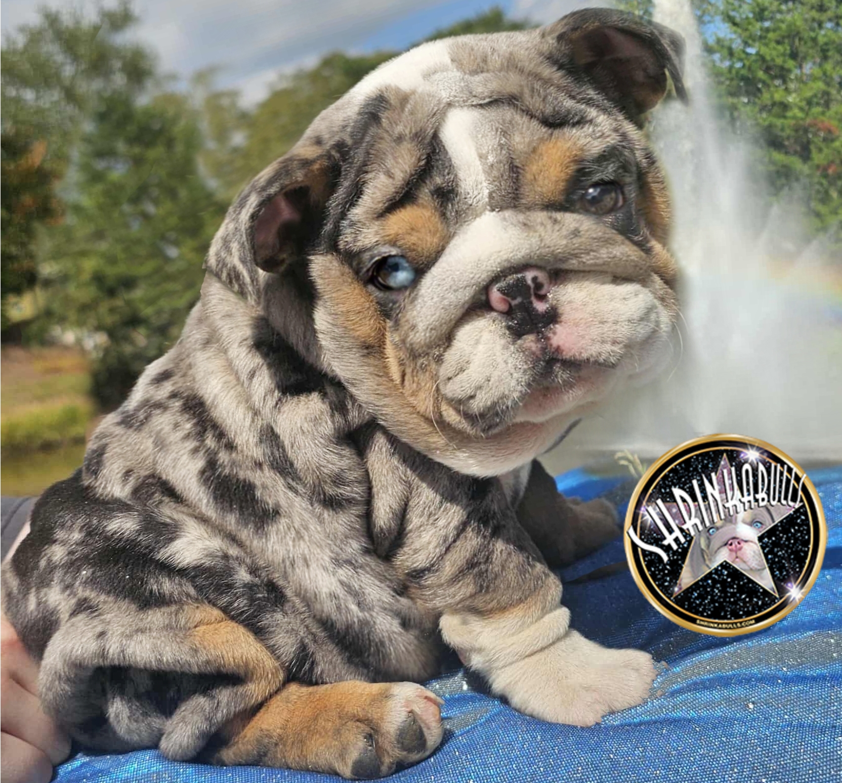English Bulldog puppy for sale