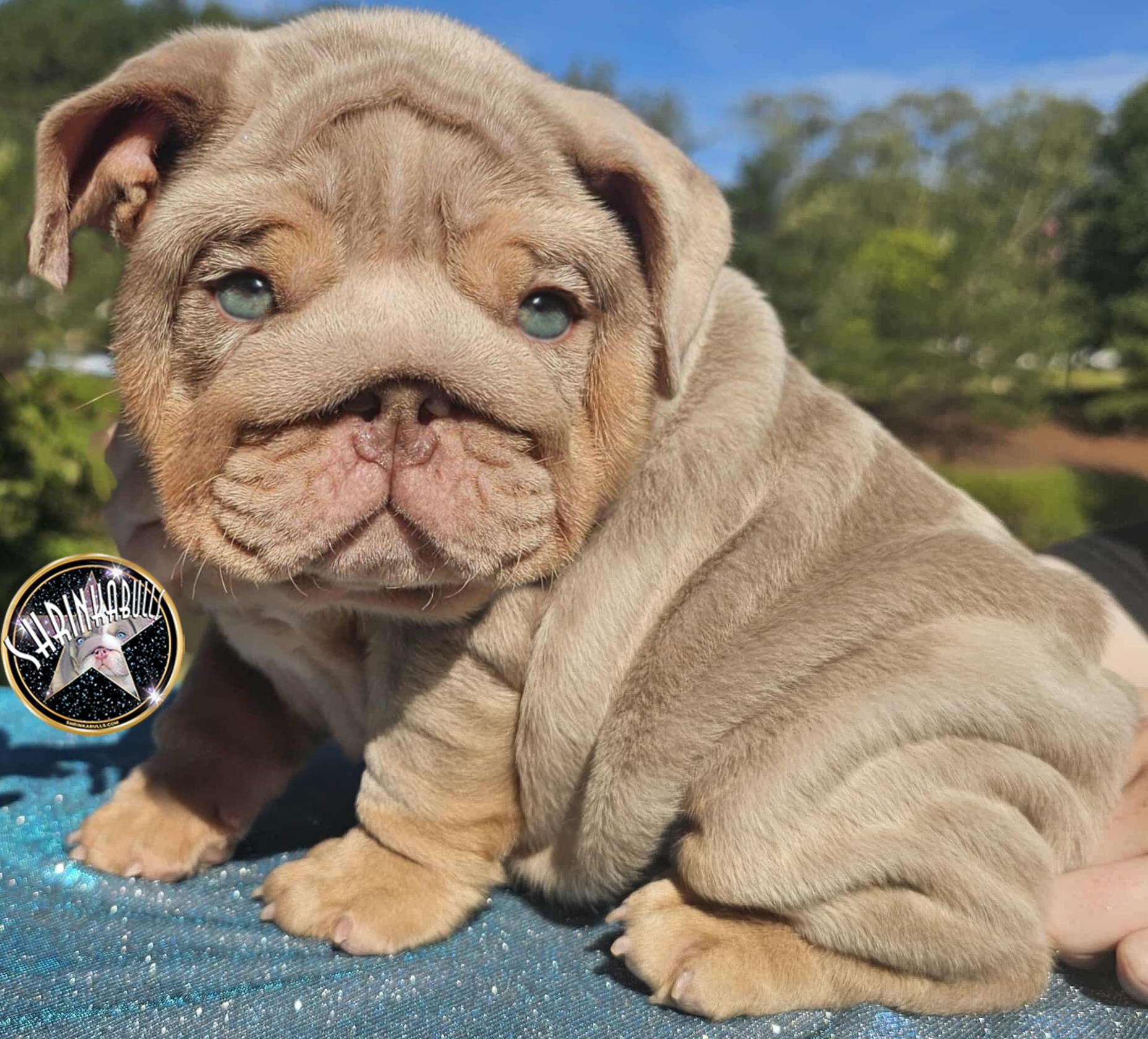 lilac Merle tri bulldog puppy