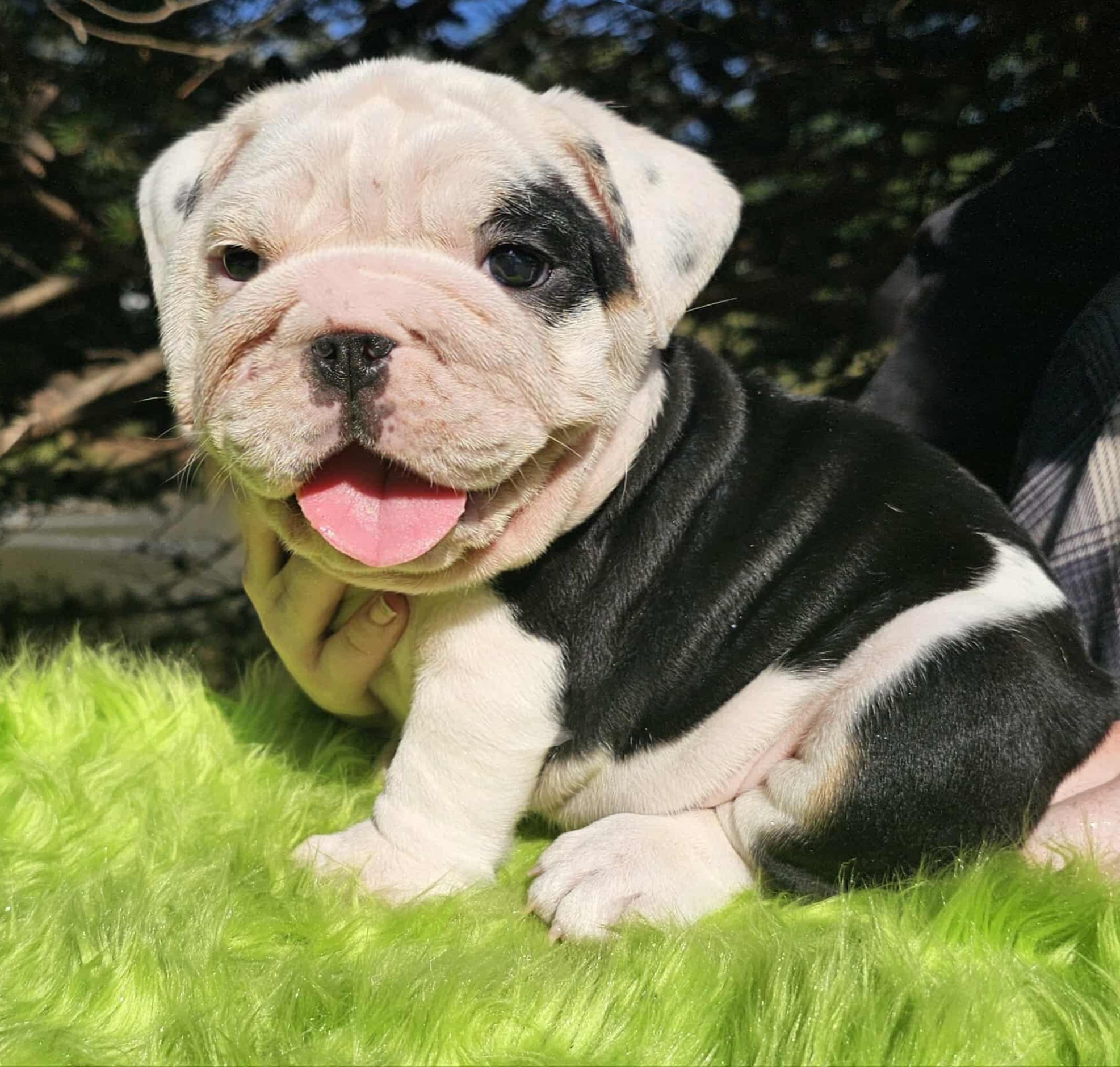 Black bulldog puppy