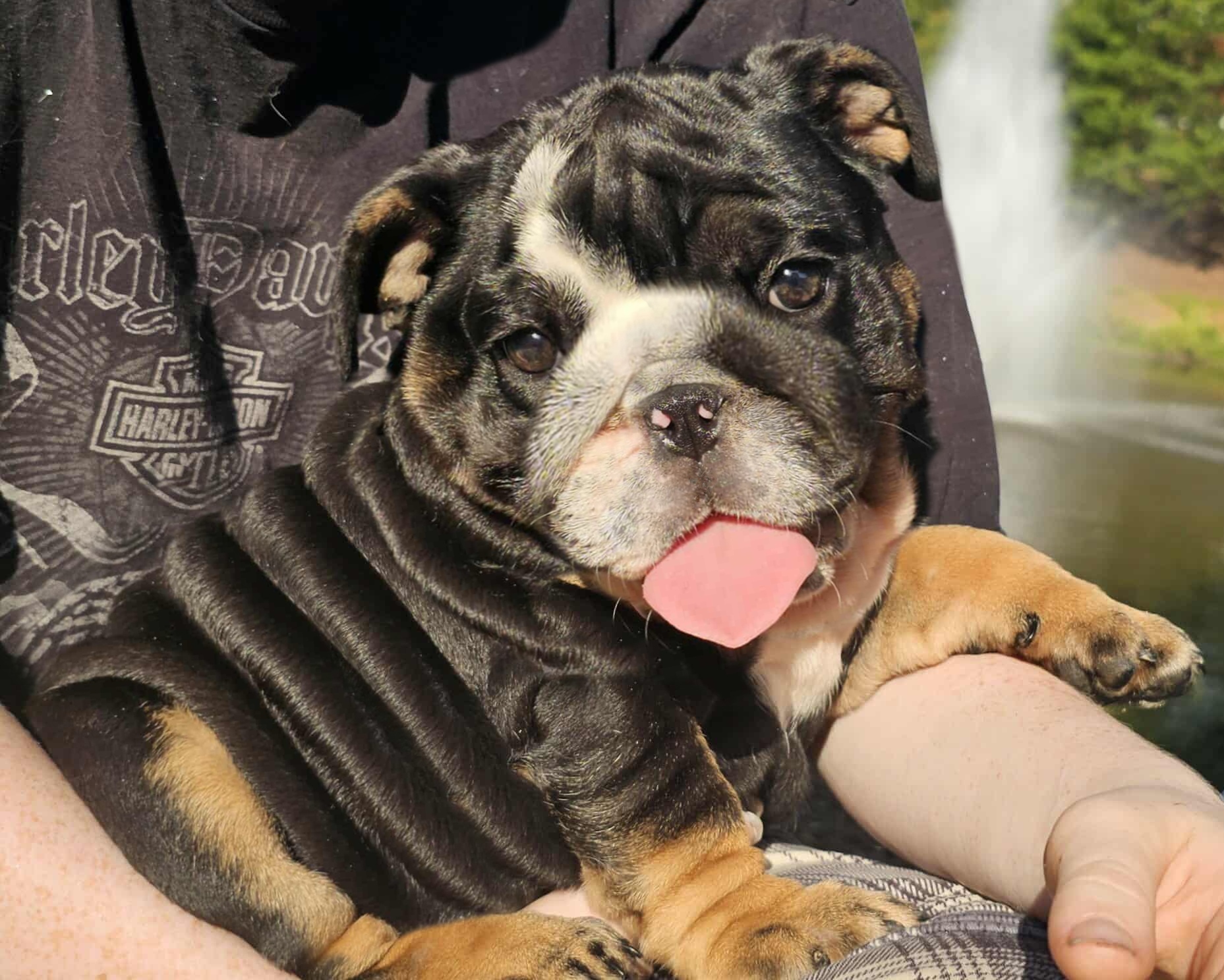 Black bulldog puppy